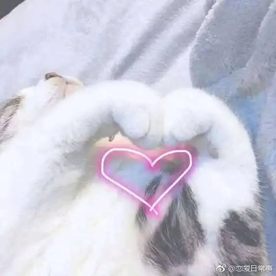 格格的猫