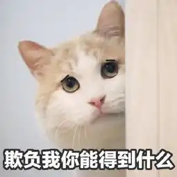 猫咪沙雕表情包儿女情长什么的,真的很影响大哥行走江湖啊