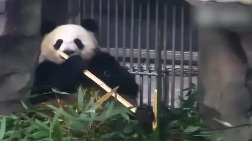 大熊猫这突然呆住的表情太萌了,看完我想改行养熊猫