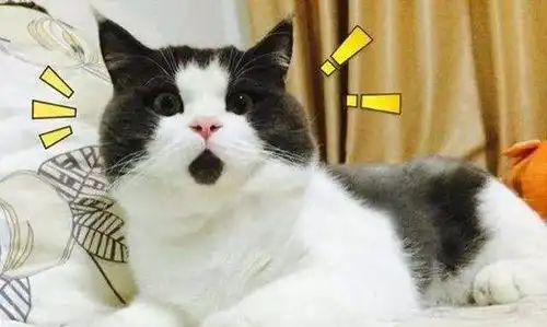 不信你没用过它的表情包爆红网络的惊讶猫其实一点也不惊讶
