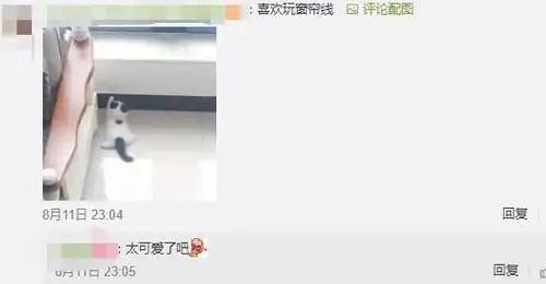 你家猫咪有哪些奇怪的习惯网友说评论里的这只猫还没见到过