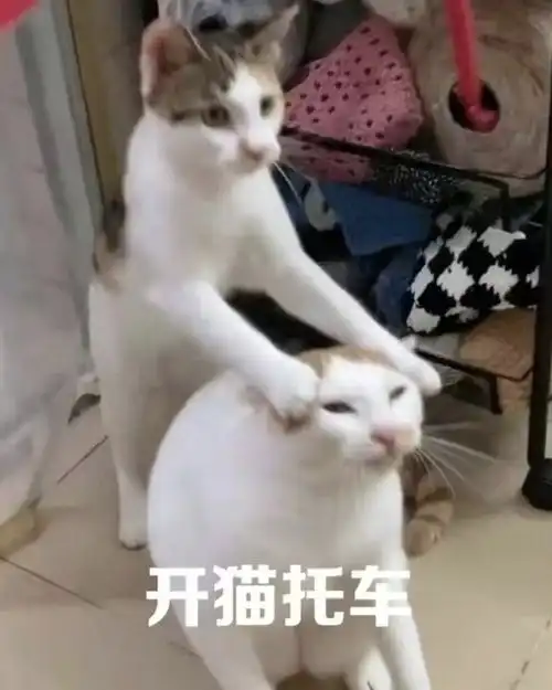 轻松一刻刚上牌就连撞11辆车,这是要起飞啊