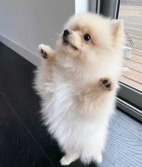 搞笑图片为了拍出绝世名媛的感觉,女生的闺蜜也是拼了