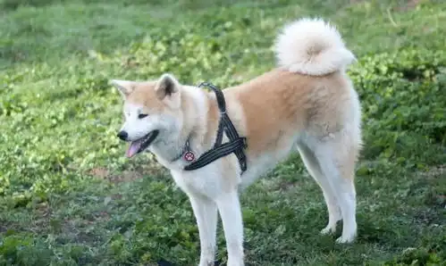 柴犬和秋田傻傻分不清楚表情包表示很生气