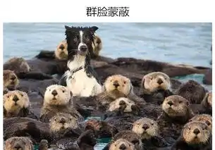 莫名很搞笑的一堆动物们看完心情都变好了