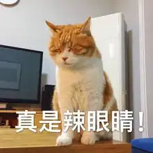 盘点橘猫的5大优点,我国的田园猫里,大概就属它最受欢迎了