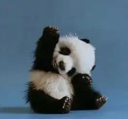 没有几张滚滚表情包,你好意思说想去偷只猫来养它一辈子