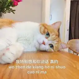 猫咪土味情话表情包看你那么傻,抱抱好了