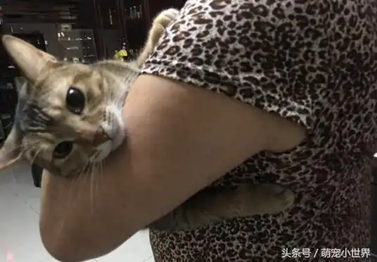 你敢养我就把它丢了捡猫回家妈妈超气,3年后的舞麦统治全家