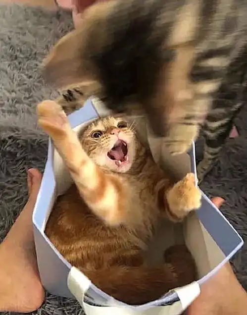 橘猫正在睡觉,却感觉头顶有些重,睁眼后立马来了套组合拳