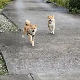 是不是所有的柴犬都是圆滚滚的可爱款