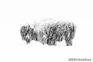 中国人拍的土拨鼠表情包获国际大奖引各路大神疯狂p图