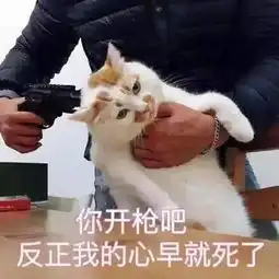 猫界表情包楼楼因病去世,它变成小天使回喵星了
