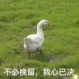 比心鸭子全套表情包分享