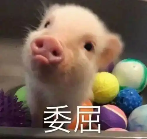 连猪圈都没有,怎么养猪一村支书借猪骗补被党内警告