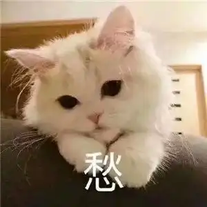 表情包我要一个亲亲