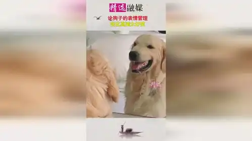 论狗子的表情管理,变化莫测太好笑