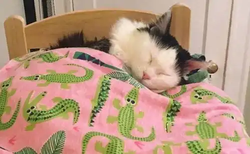 睡觉必须盖被子的猫咪,网友你萌你有理