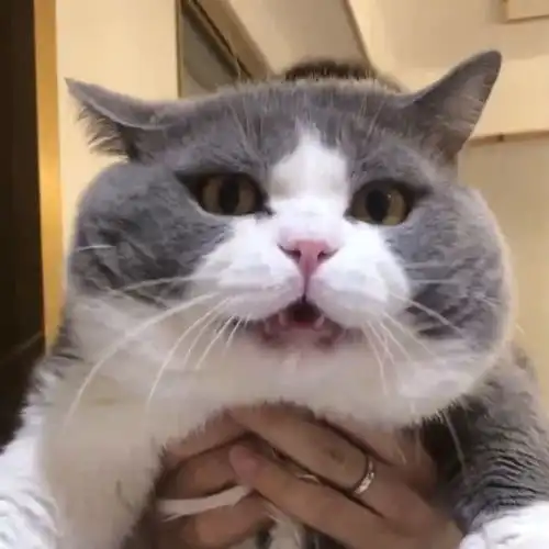 猫咪在厨房翻垃圾,被男友抓获了,还撒娇求原谅