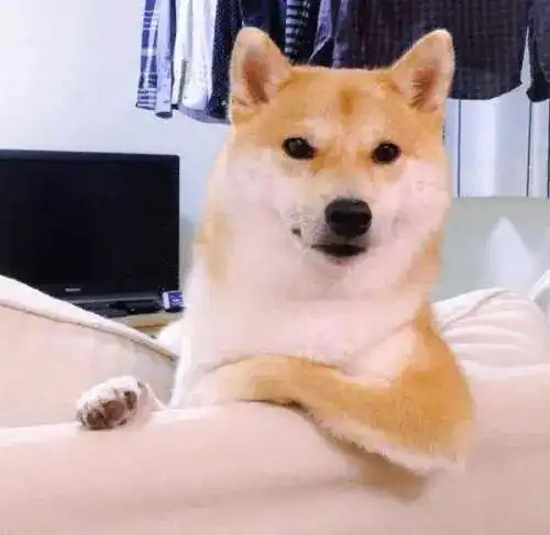 这个日常用品竟让柯基铜中毒原来危险这么近