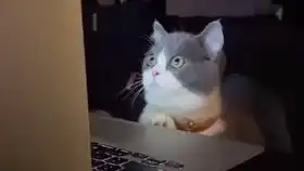 猫咪去医院打疫苗,看到针筒立马变表情包