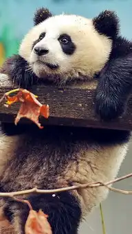 火烈鸟游泳湖水苹果手机高清壁纸640x1136爱思助手