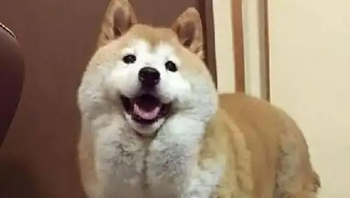 柴犬胖出了两块儿胸肌,最终不得不走上了减肥之路