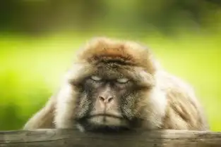 令人忍俊不禁动物们的有趣表情合集