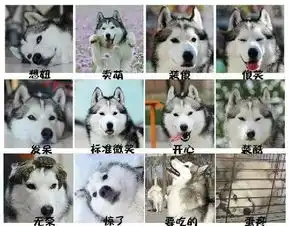 养柴犬和哈士奇的区别,10000人次都在围观