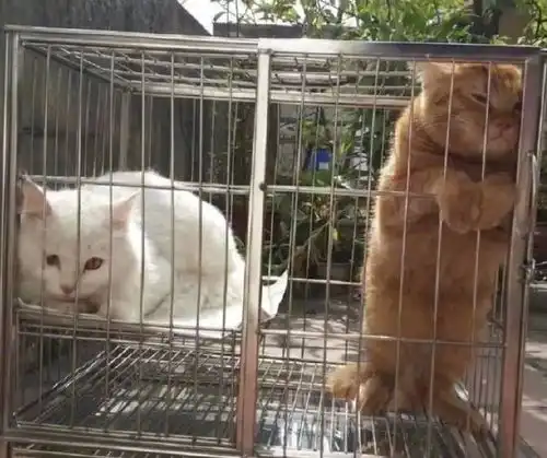 搞笑图片这哪吒cos的也不太像啊