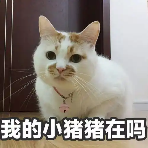 看着一堆楼楼的表情包超可爱猫咪表情包