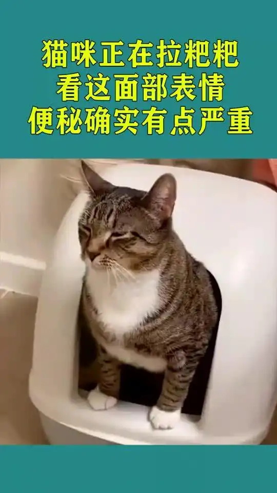 猫咪正在拉粑粑,看这个面部表情,便秘确实有点严重