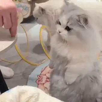 好痛猫咪拉粑粑的表情怎么跟人一样