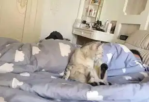 猫咪钻进主人的被窝,却被主人无情的赶出来,猫咪表情笑喷