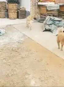 搞笑就这样的照片,看到都以为是表情包呢小姨子