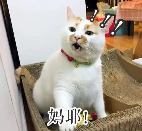猫咪也会便秘,后果非常可怕