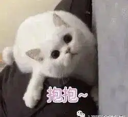 喵喵表情敲萌,让铲屎官毫无抵抗力