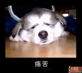 照片g2.jpg搞笑狗狗emily635