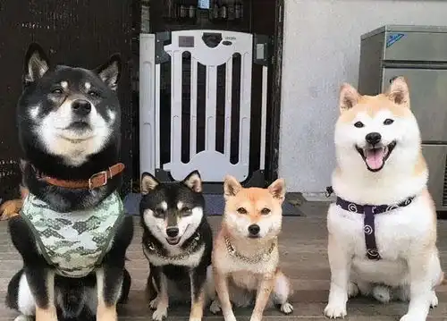 豆柴价格贵嘛