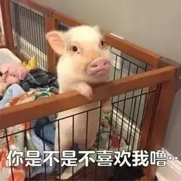 还在说猪脏看完这个或改变你对猪的看法