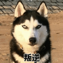 扒一下你的星座月亮水瓶座是什么样的