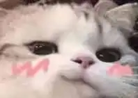 有没有喜羊羊与灰太狼的表情包