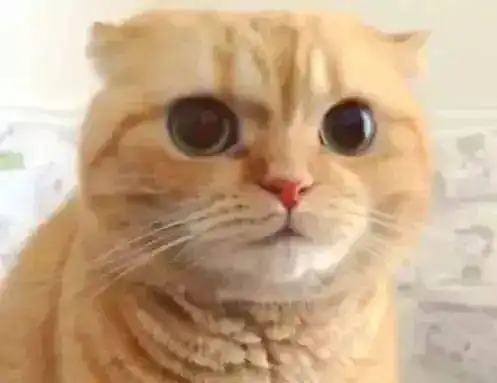 铲屎官偷拍橘猫拉粑粑,细看橘猫的小表情后,大家都笑了