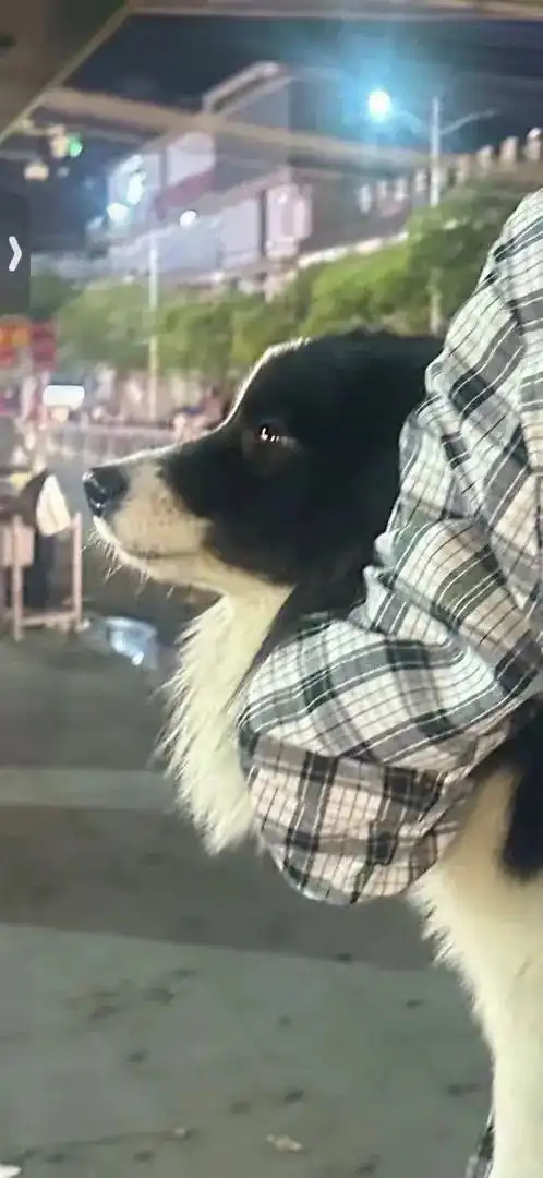 主人抱起大狗狗后,发现毛孩子的表情一下子变得奇怪起来主人你怎么这样对我