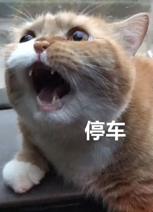 表情大橘猫第一次坐车出门,猫咪的表情笑翻了,网友胆小如鼠表情