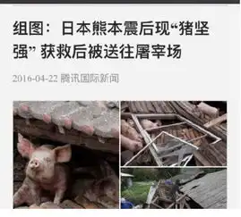 在台风中抢救出来的猪,最终成了网红表情包