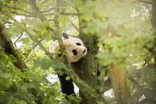旅英大熊猫阳光和甜甜搬新家啦