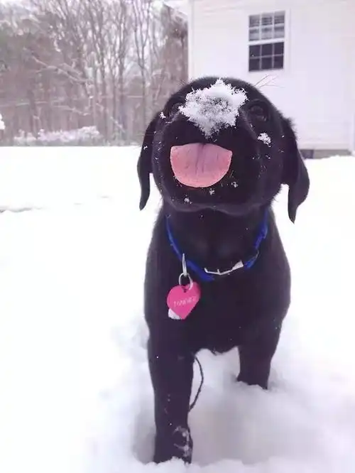 威海人玩雪创意雅到你不可想象...