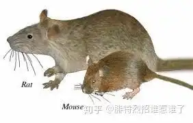为什么大多数人会觉得老鼠可怕,而觉得仓鼠松鼠土拨鼠很可爱