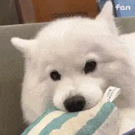 抖音热门表情包